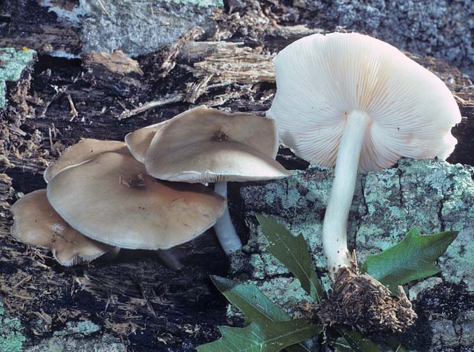 Pluteus cervinus group